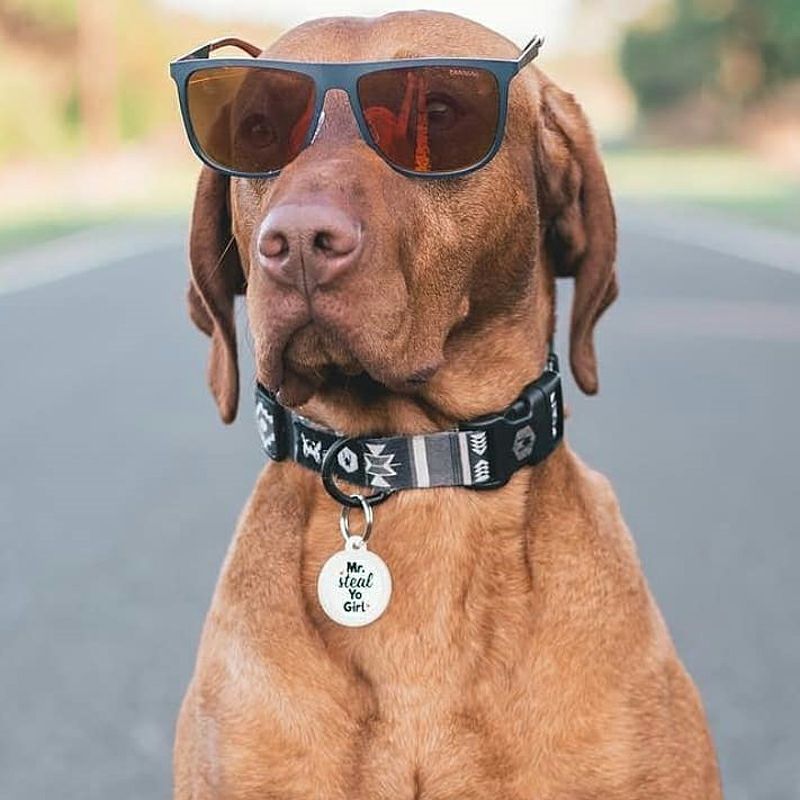 WOLF GANG / NewMoon Collar