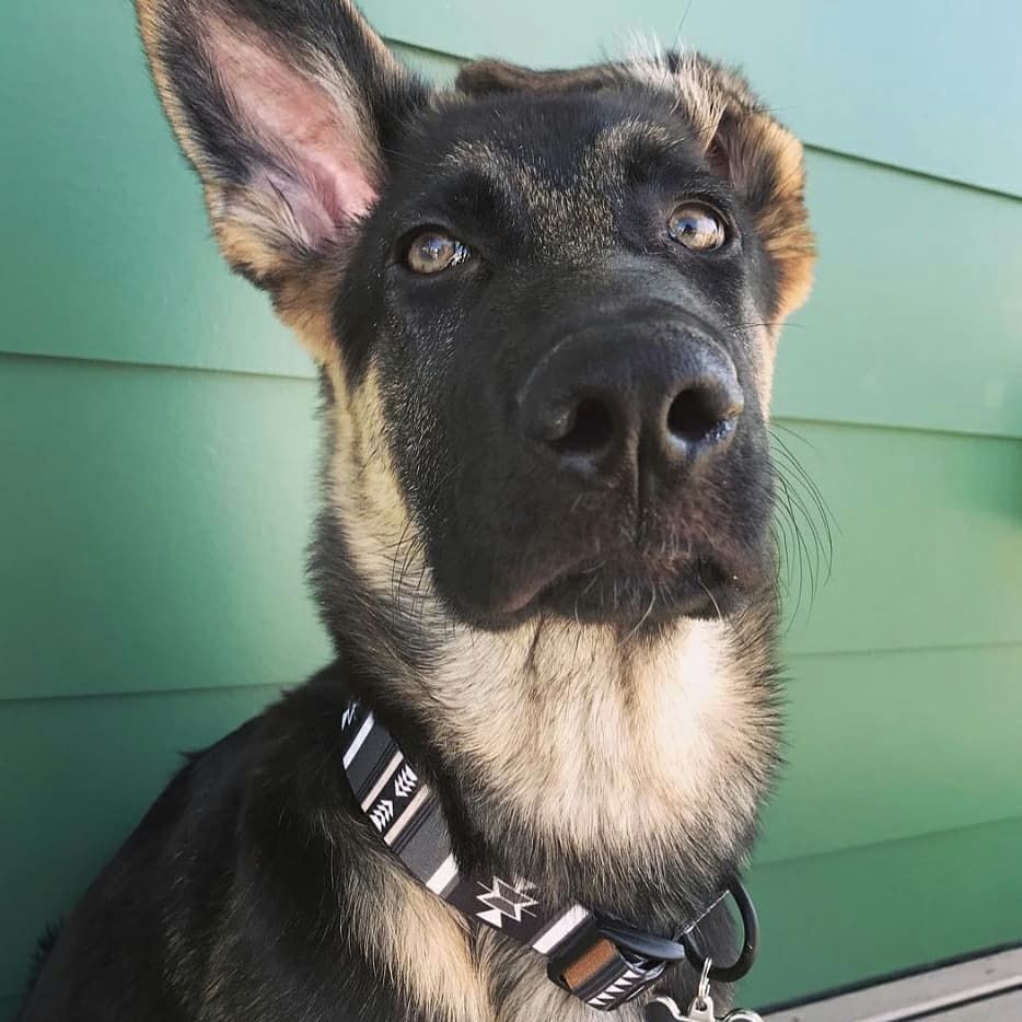 WOLF GANG / NewMoon Collar