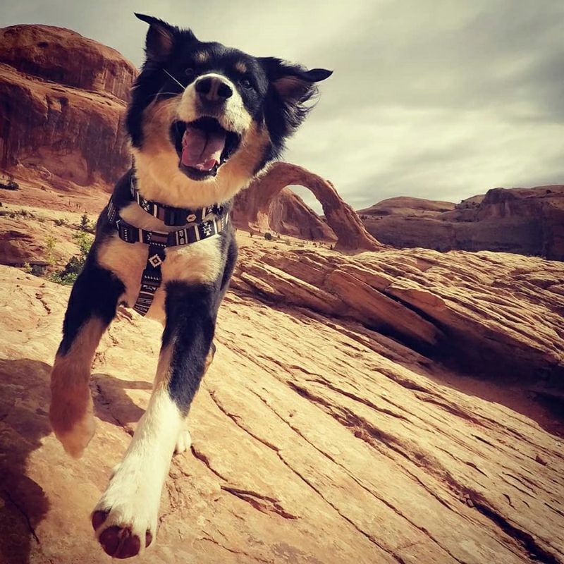 WOLF GANG / NewMoon Collar