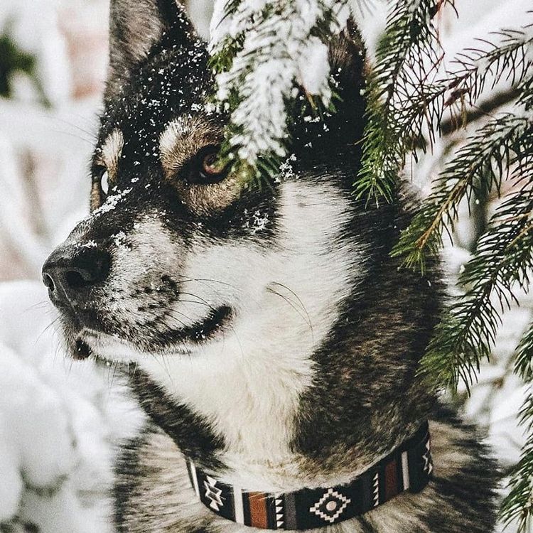 WOLF GANG / NewMoon Collar