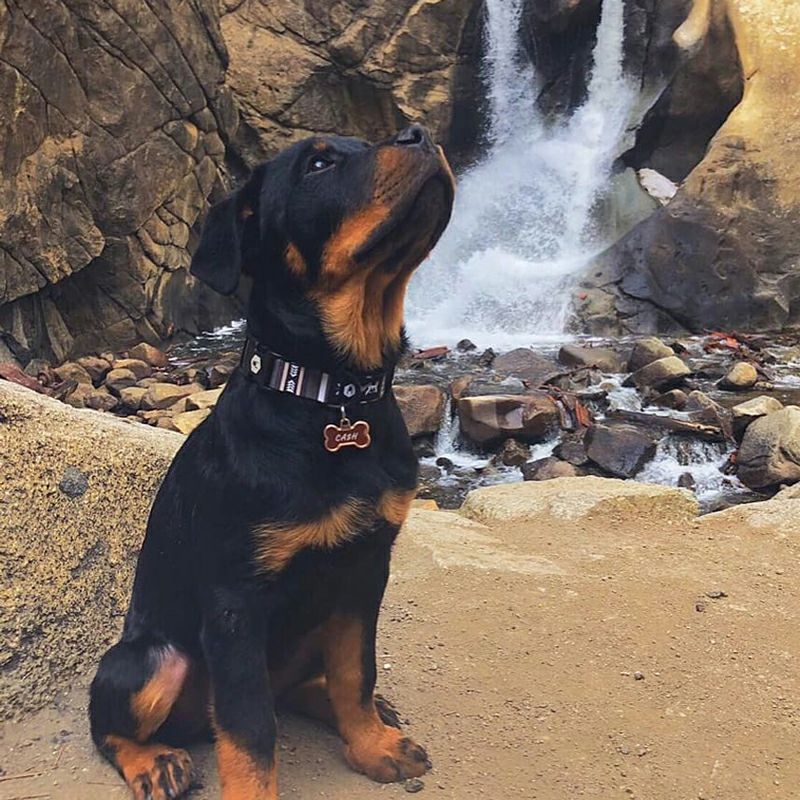 WOLF GANG / NewMoon Collar