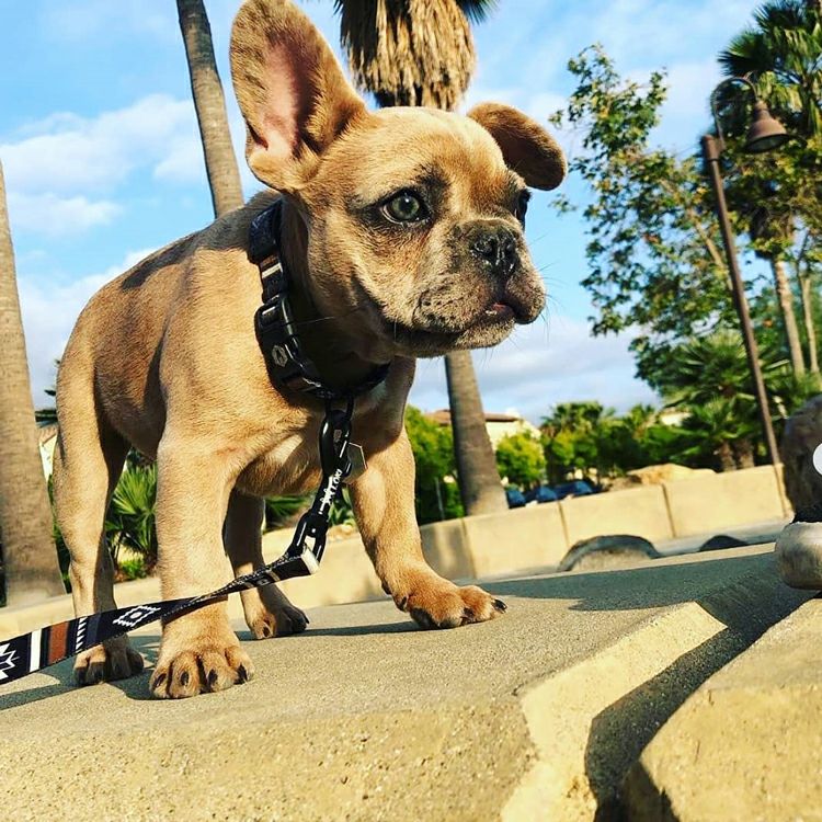 WOLF GANG / NewMoon Collar