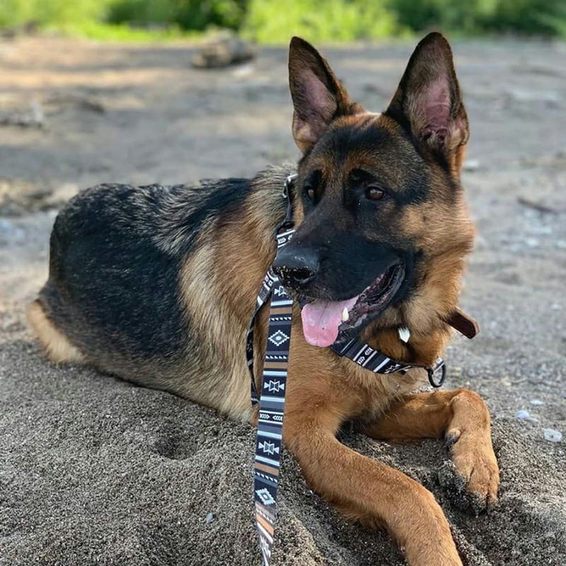 WOLF GANG / NewMoon Collar