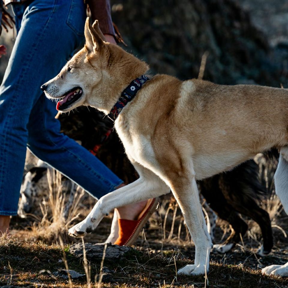 WOLF GANG / SandFlats Collar