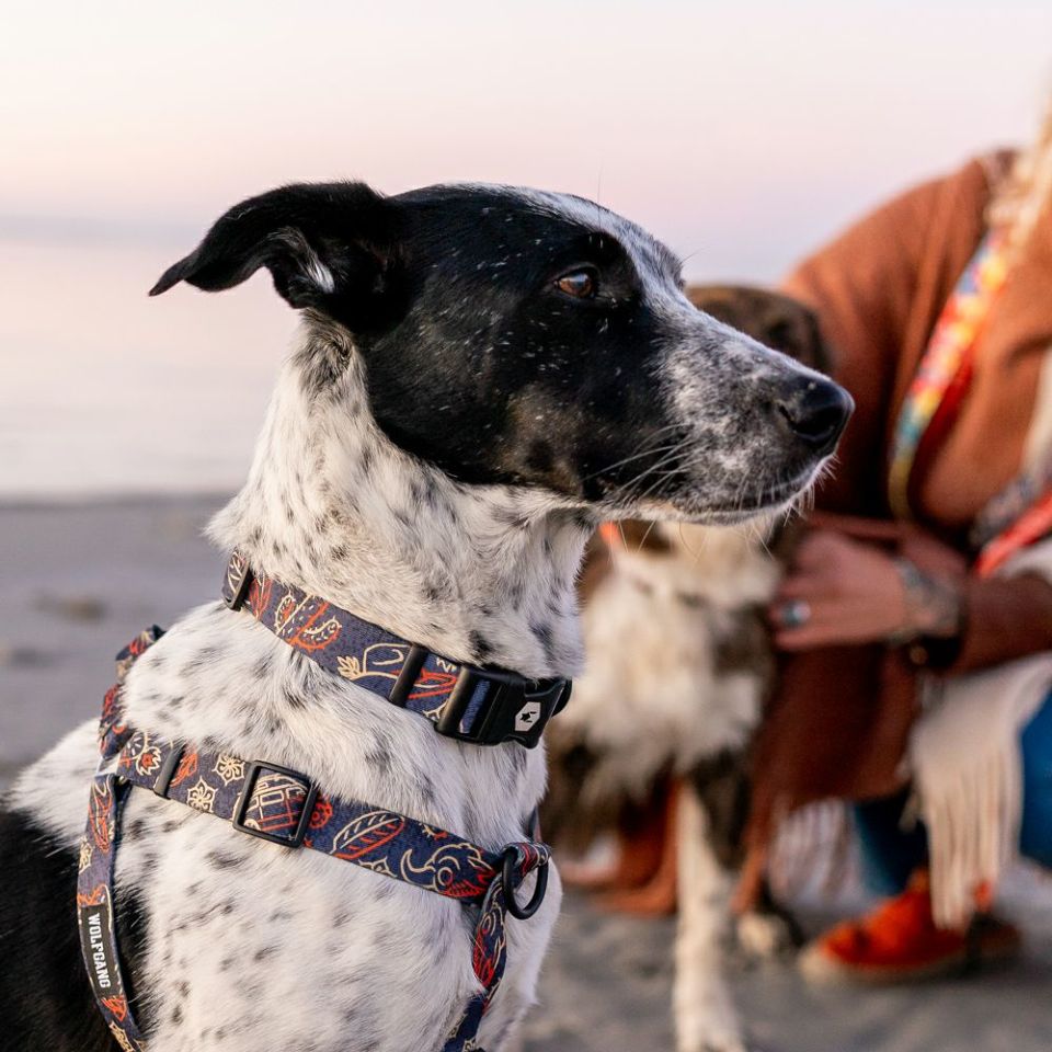 WOLF GANG / SandFlats Collar