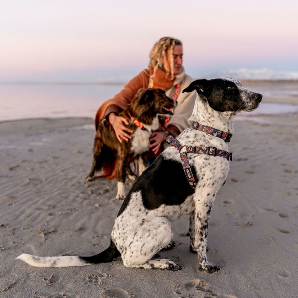 WOLF GANG / SandFlats Collar