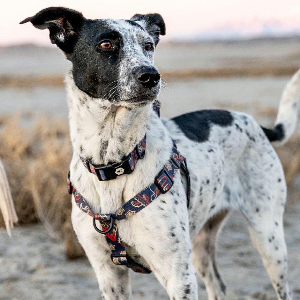 WOLF GANG / SandFlats Collar
