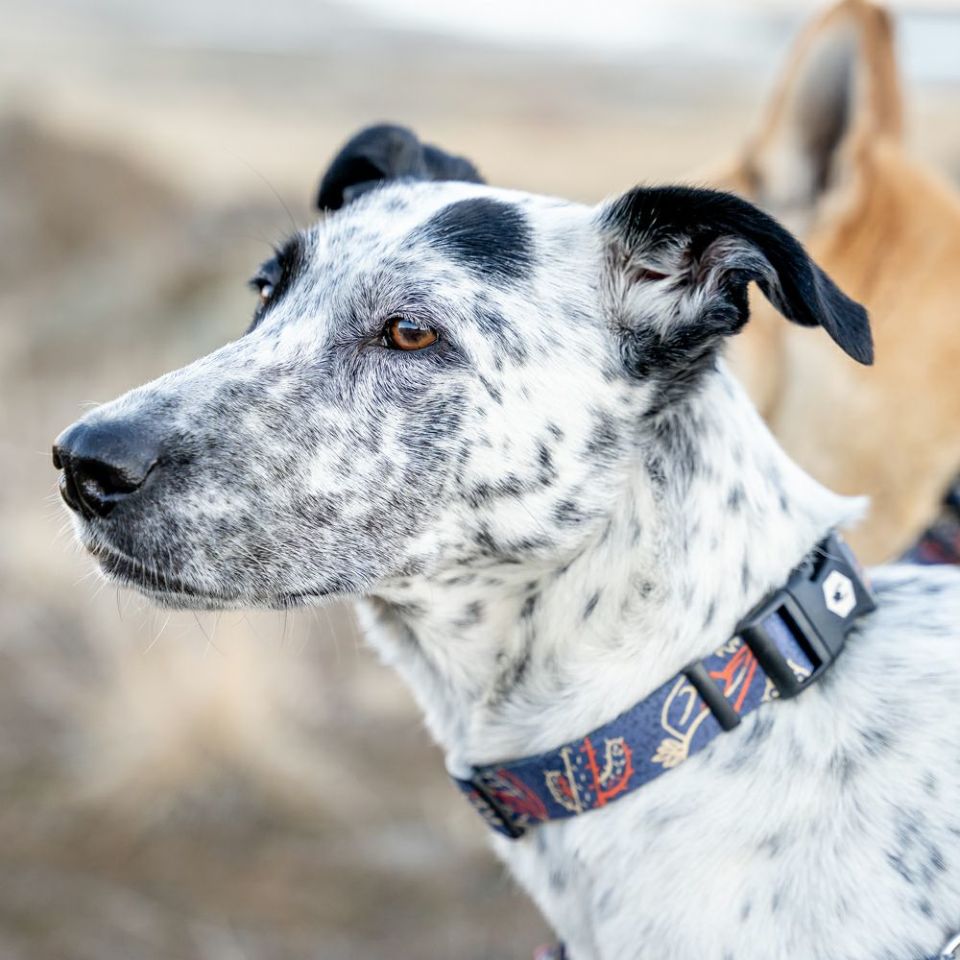 WOLF GANG / SandFlats Collar