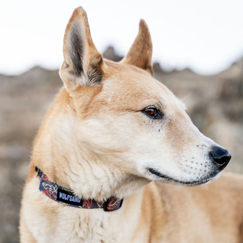 WOLF GANG / SandFlats Collar