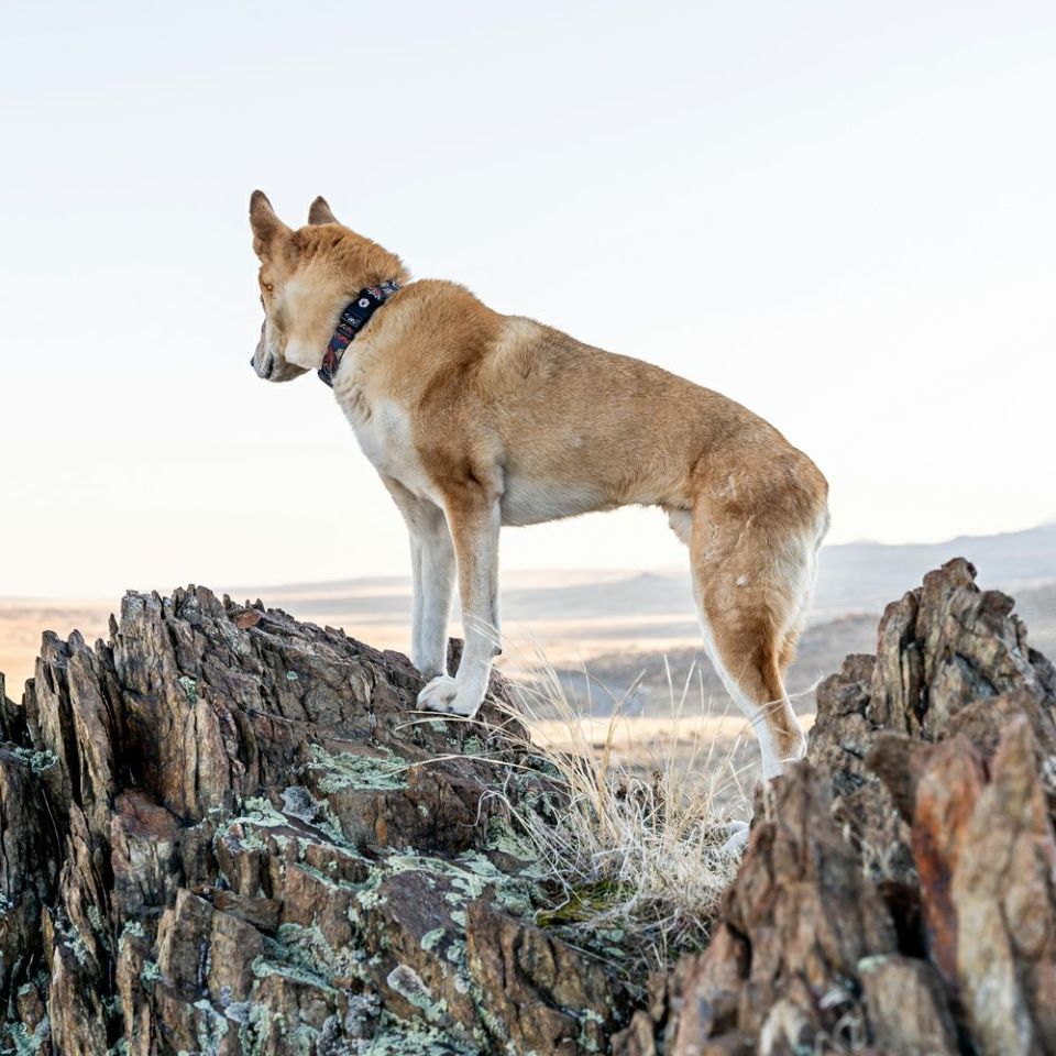 WOLF GANG / SandFlats Collar