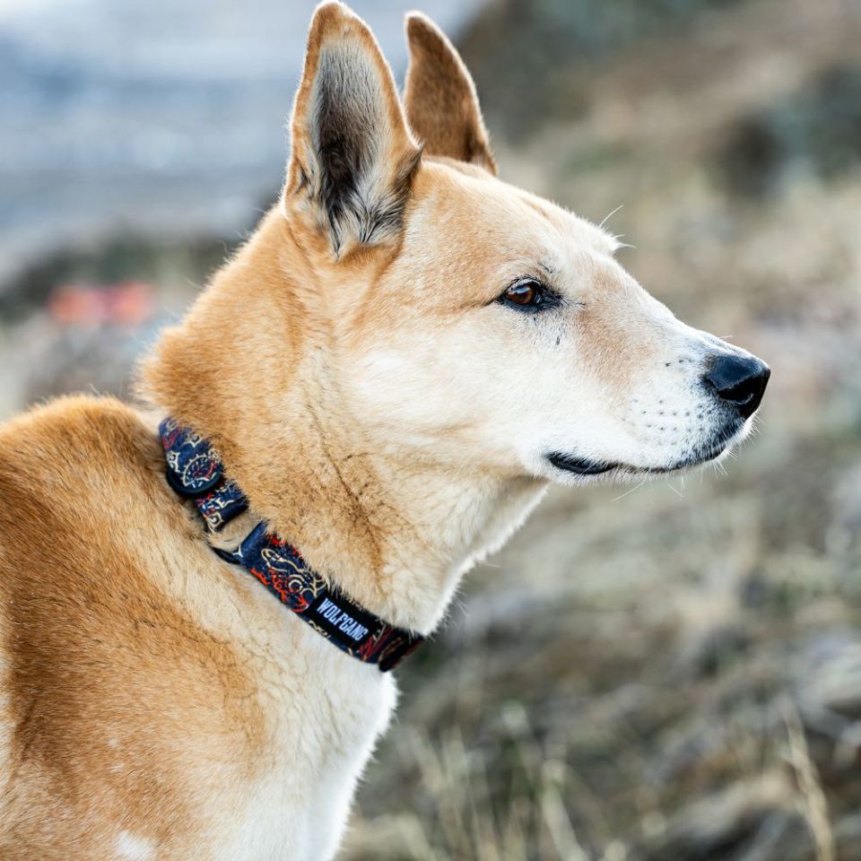 WOLF GANG / SandFlats Collar