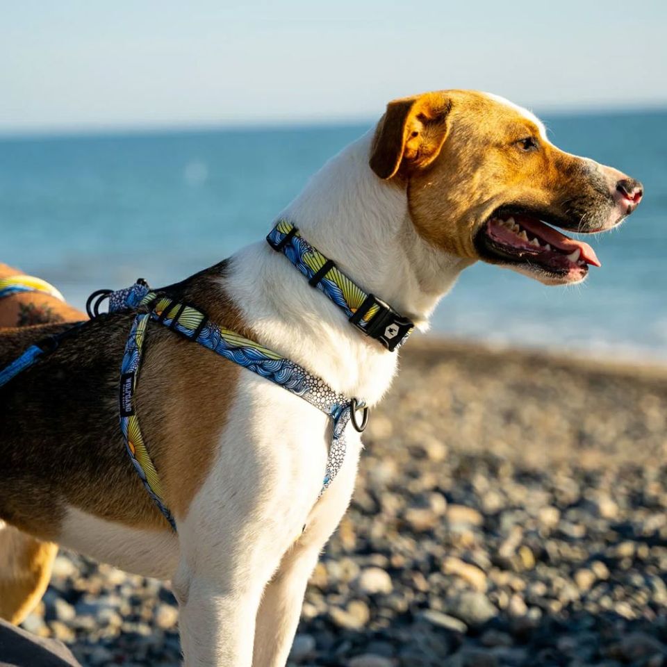 WOLF GANG / DawnPatrol Harness