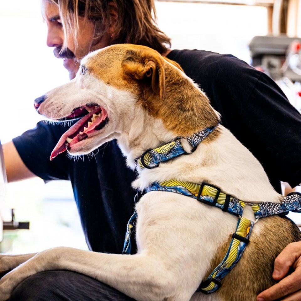 WOLF GANG / DawnPatrol Harness