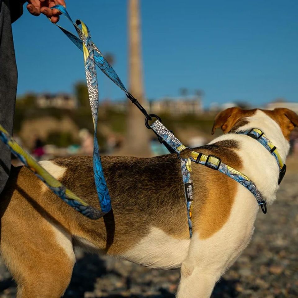 WOLF GANG / DawnPatrol Harness