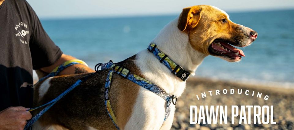 WOLF GANG / DawnPatrol Harness