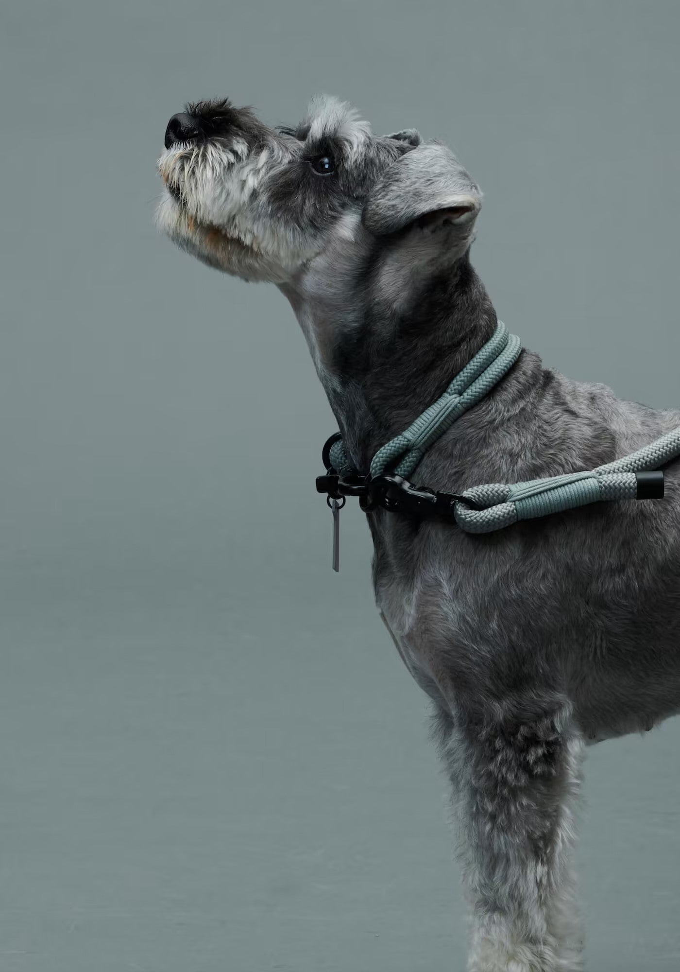 Gris / THE COLLAR