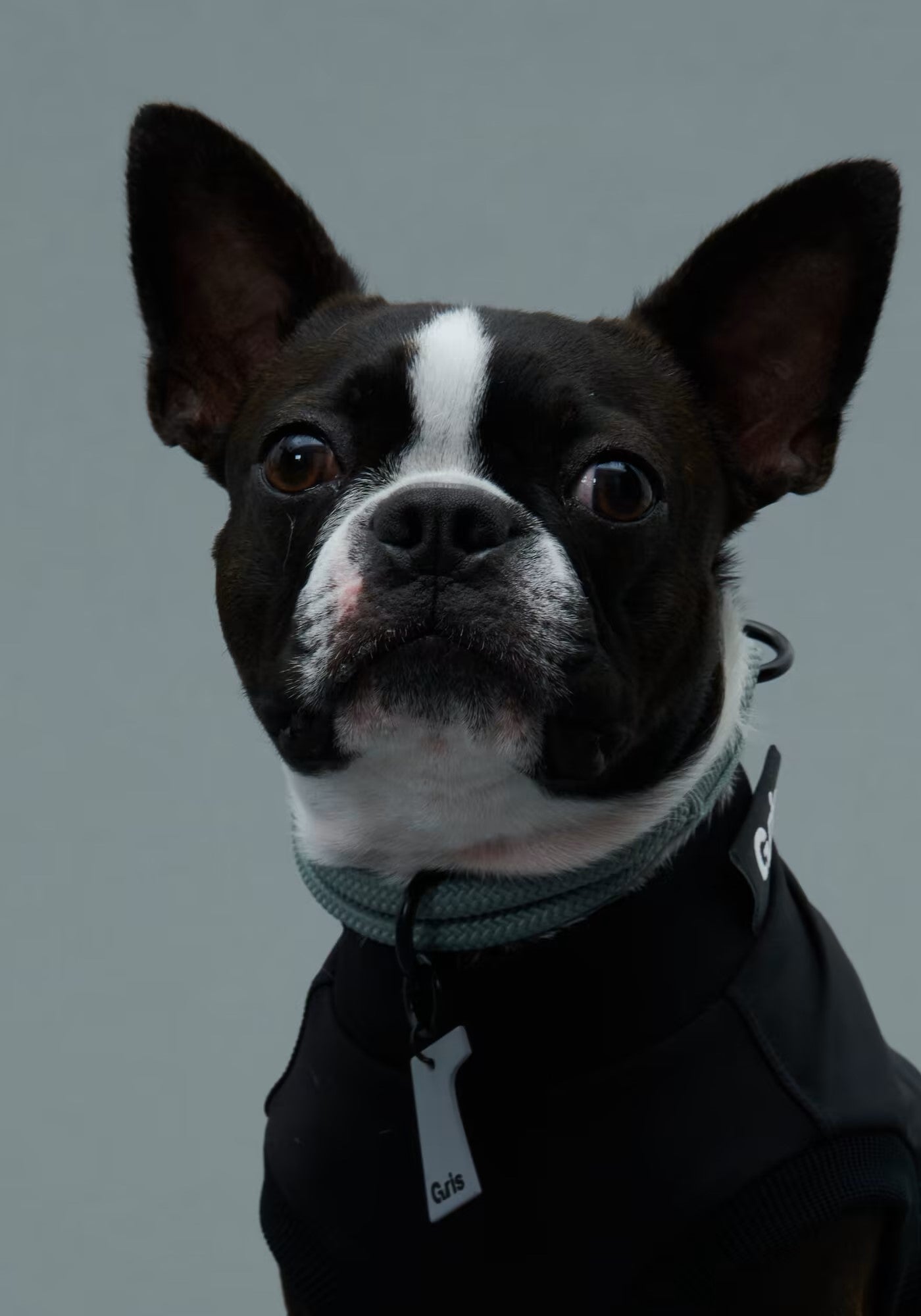 Gris / THE COLLAR