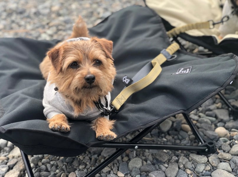 5050WORKSHOP / ANML COTT L