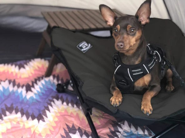 5050WORKSHOP / ANML COTT L