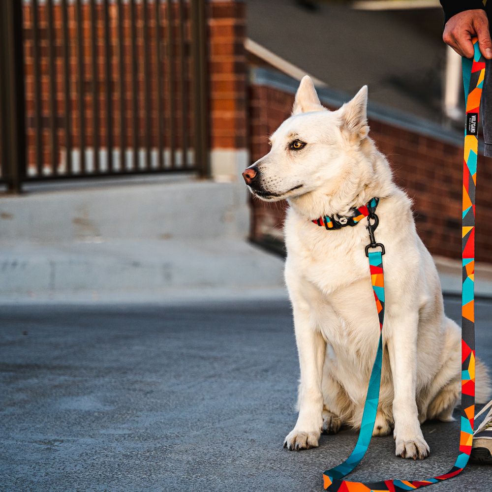 WOLF GANG / ShatterShapes Leash