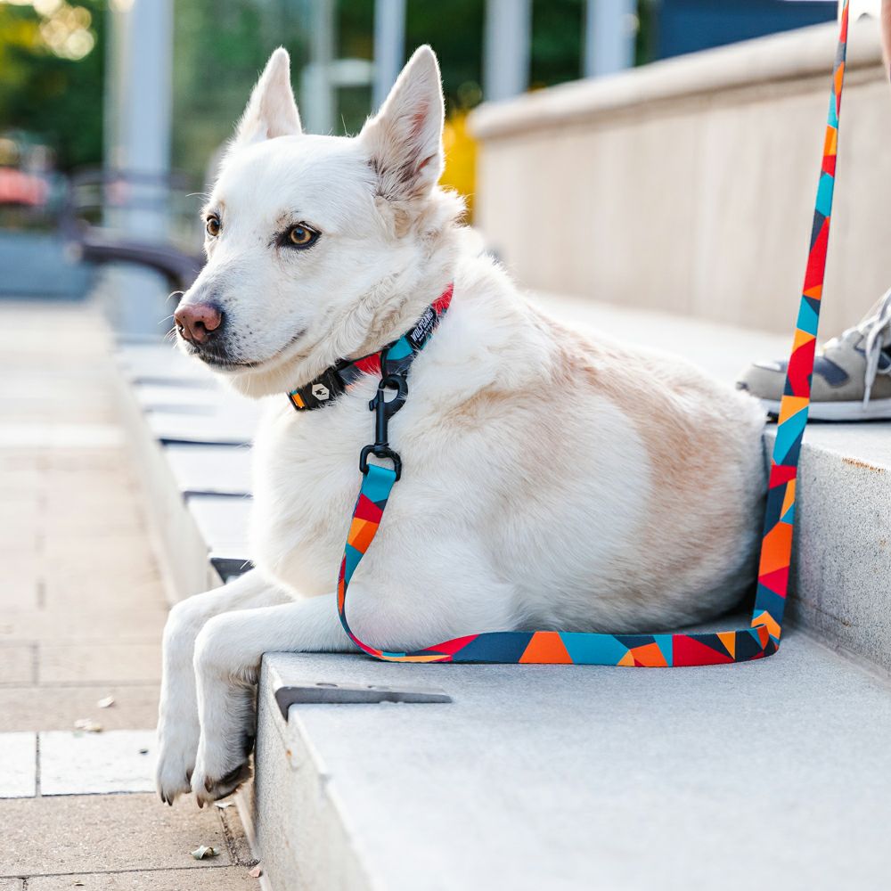 WOLF GANG / ShatterShapes Leash