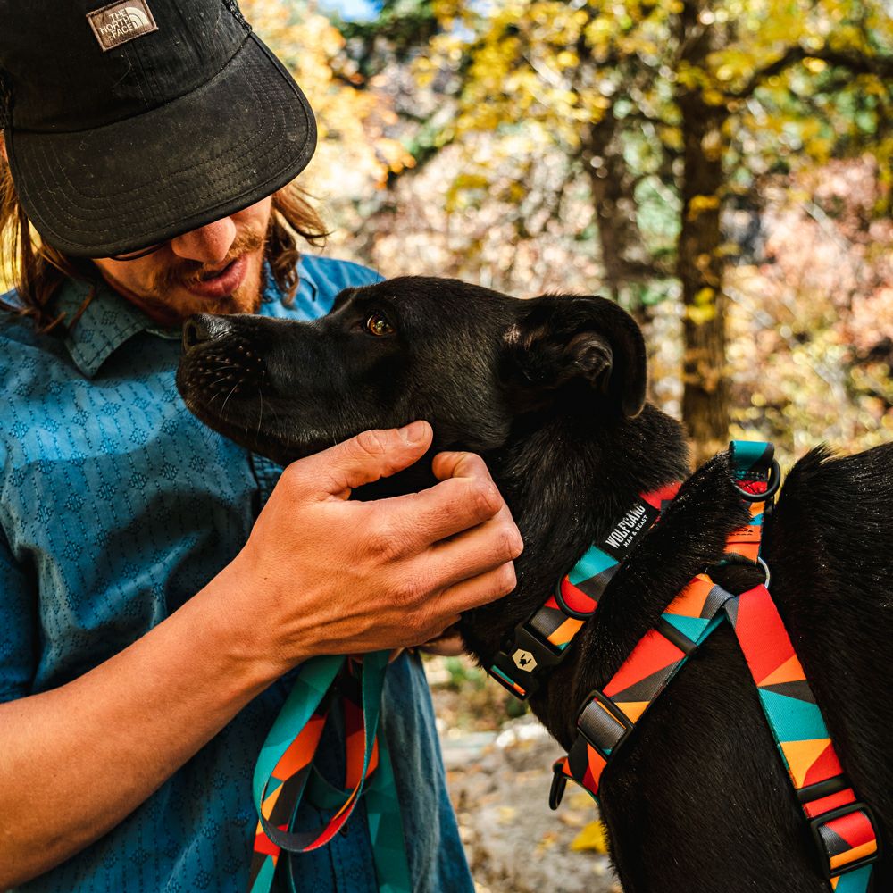 WOLF GANG / ShatterShapes Leash