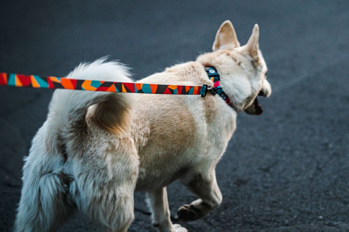 WOLF GANG / ShatterShapes Leash