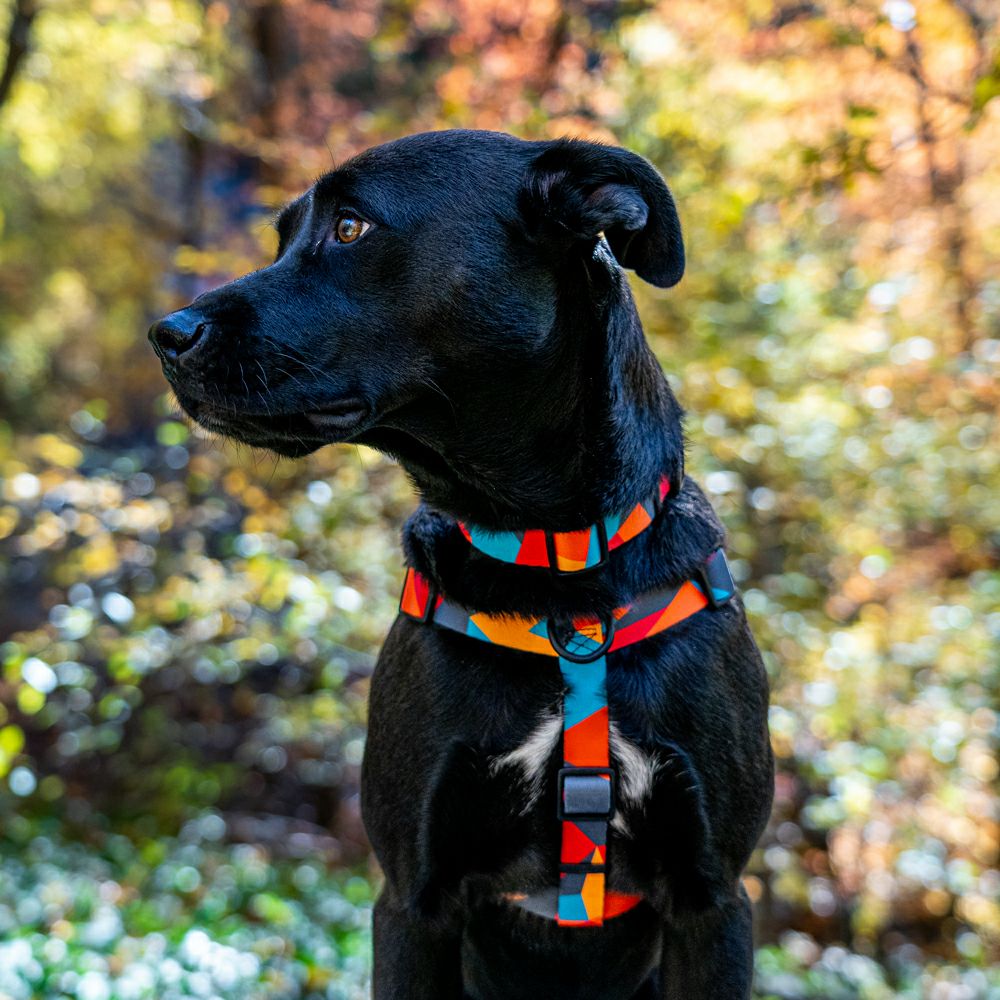 WOLF GANG / ShatterShapes Harness