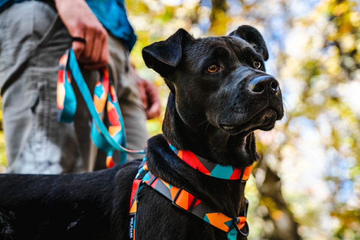 WOLF GANG / ShatterShapes Harness