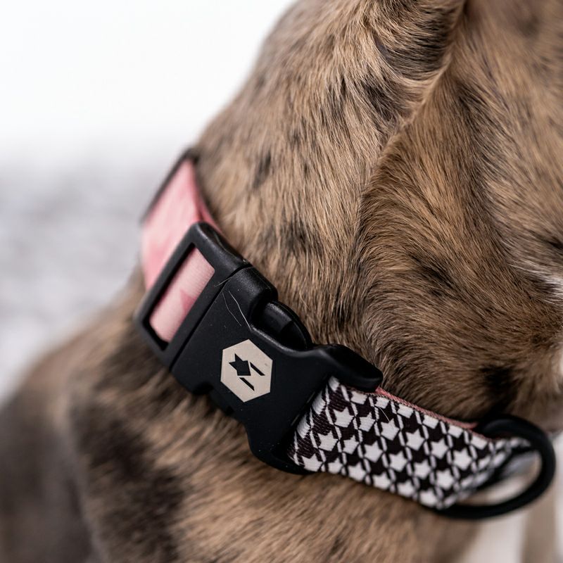 WOLF GANG / HoundsPink Collar