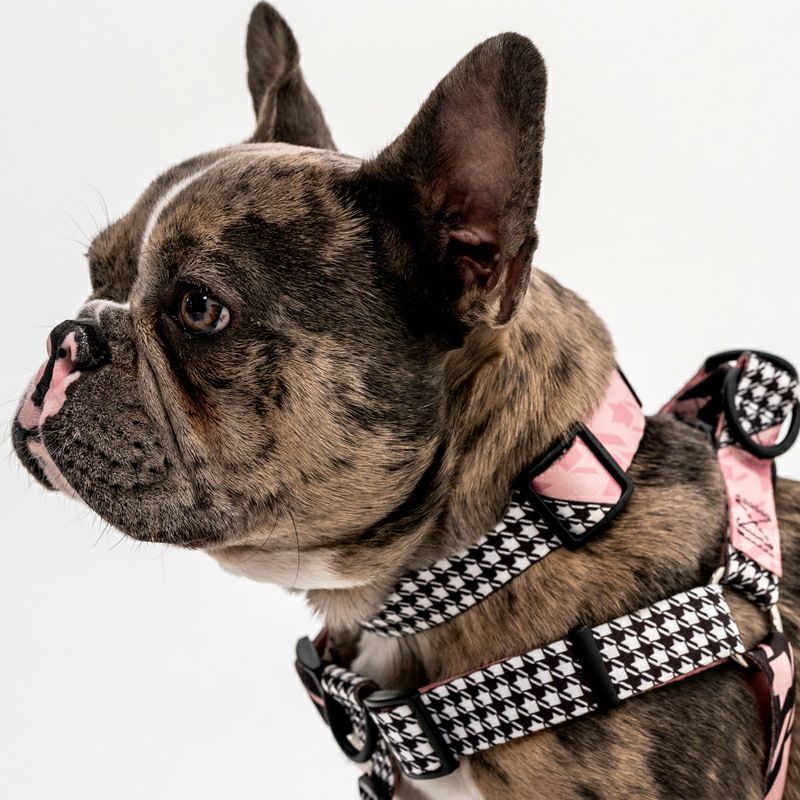 WOLF GANG / HoundsPink Harness