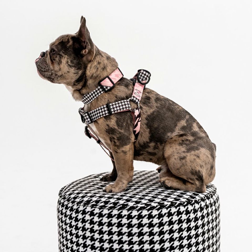 WOLF GANG / HoundsPink Harness