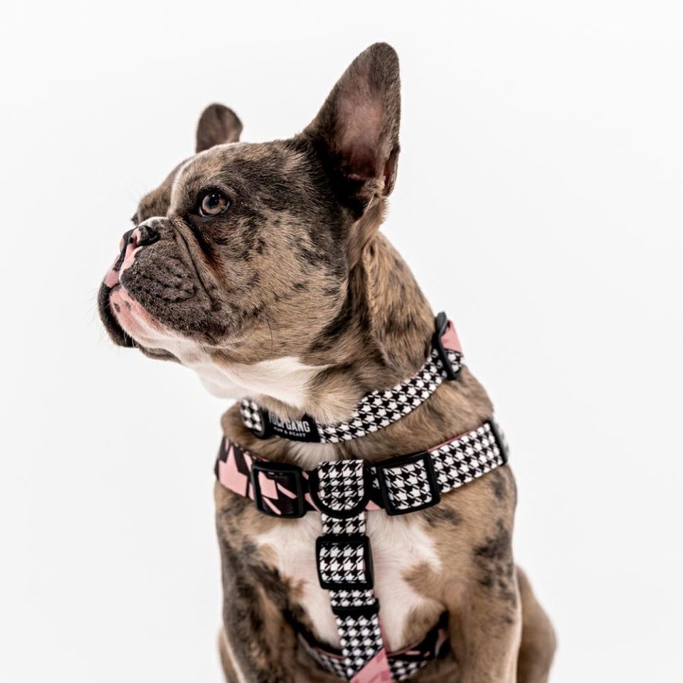 WOLF GANG / HoundsPink Harness