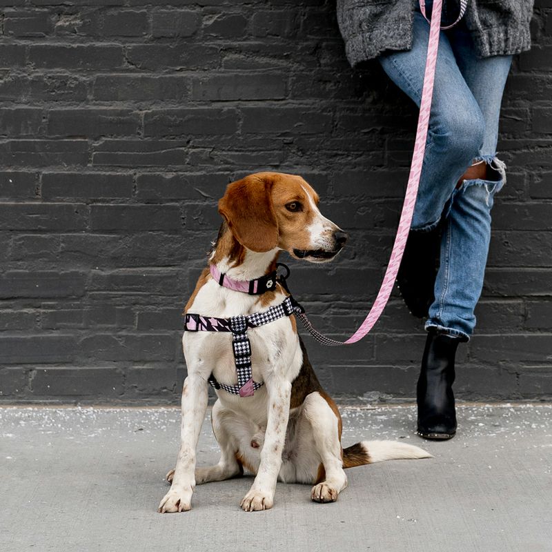 WOLF GANG / HoundsPink Collar