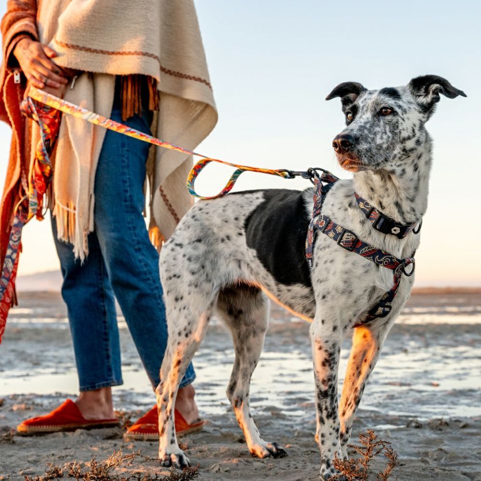 WOLF GANG / SandFlats Harness