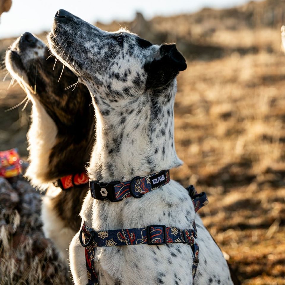 WOLF GANG / SandFlats Harness