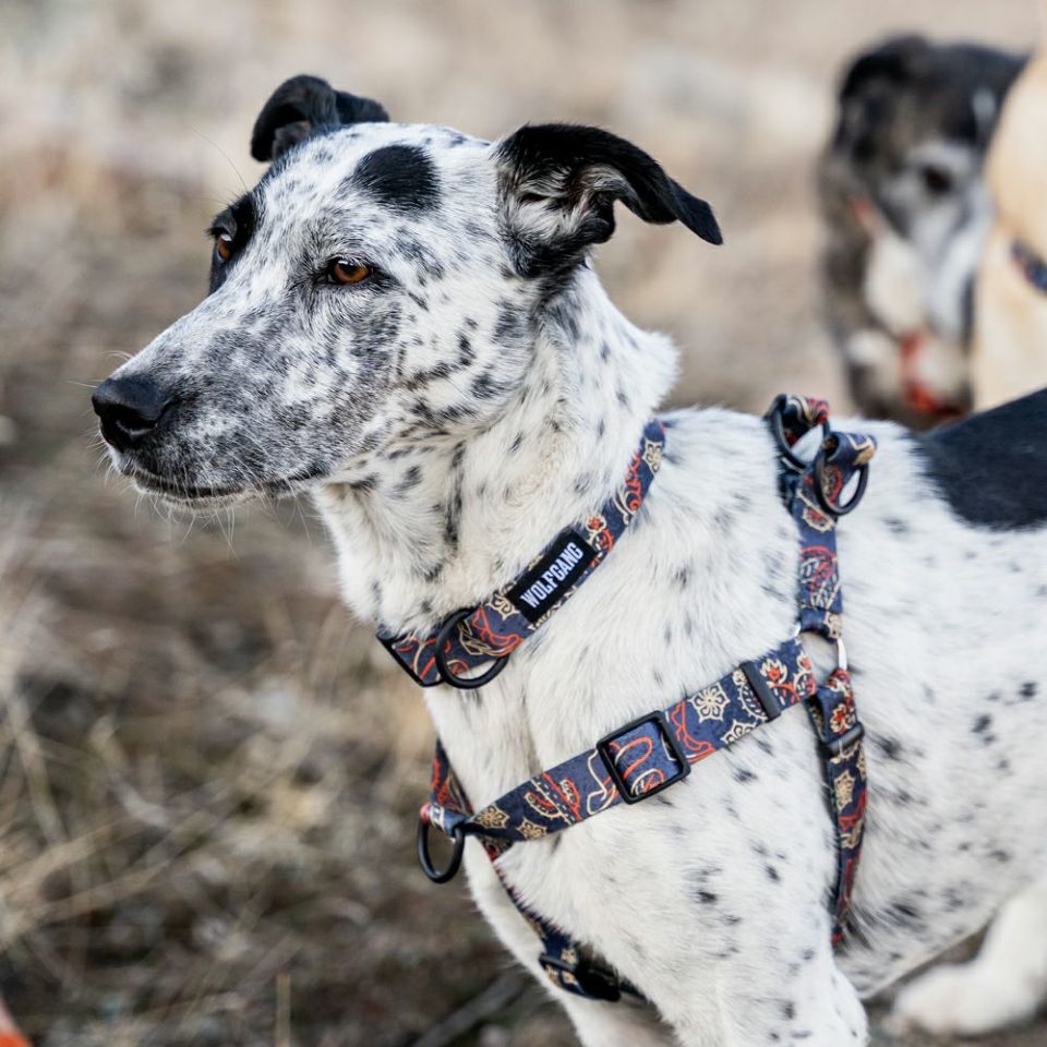 WOLF GANG / SandFlats Harness