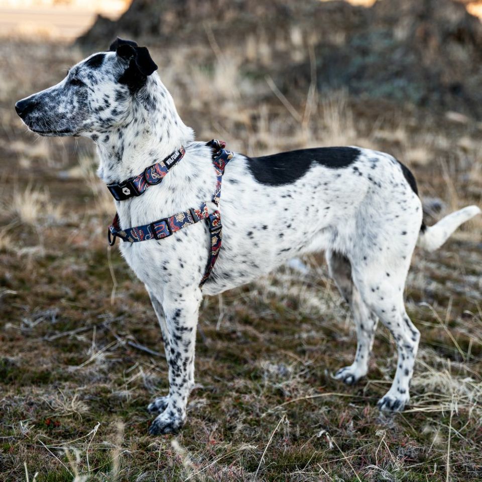 WOLF GANG / SandFlats Harness