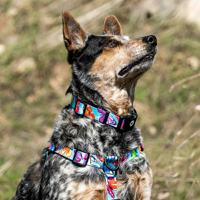 WOLF GANG / FlutterColor Harness