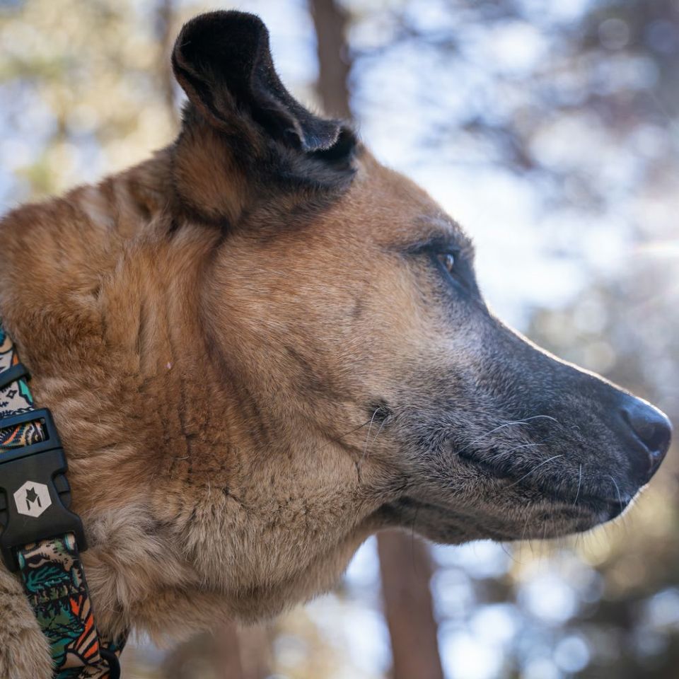 WOLF GANG / WildWolf Collar