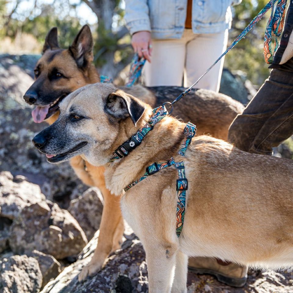 WOLF GANG / WildWolf Harness