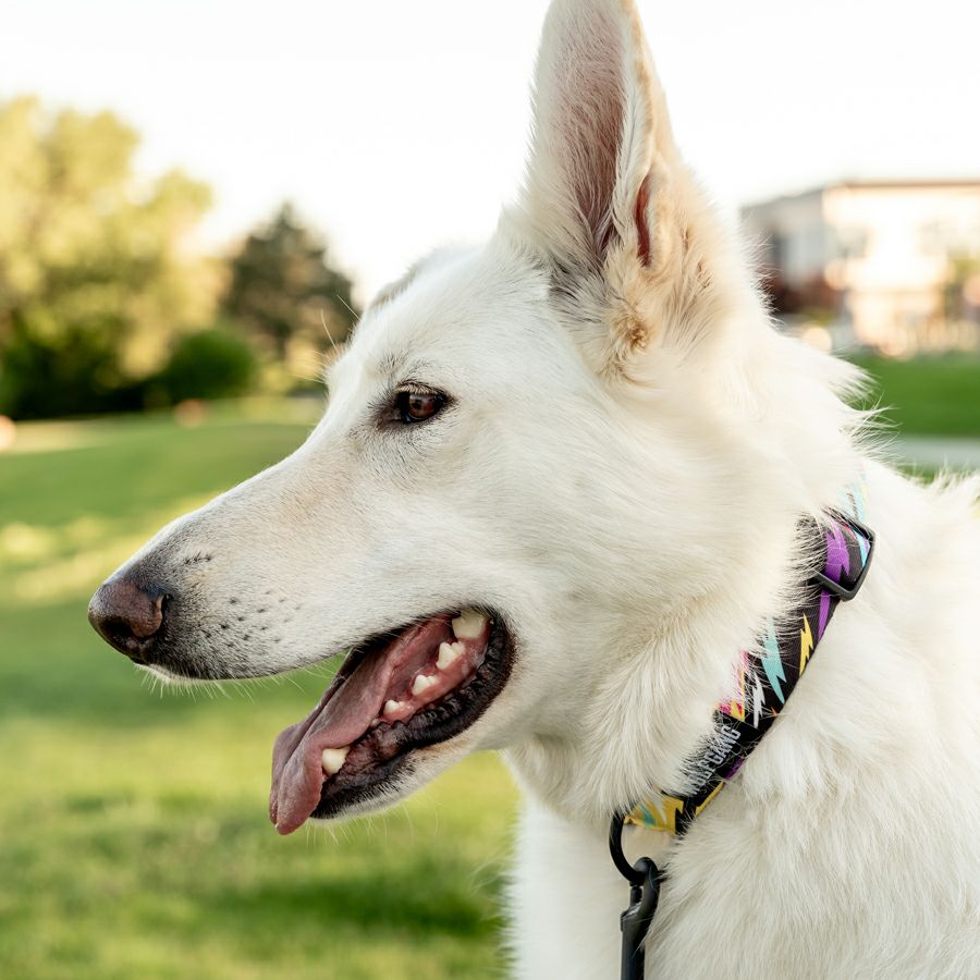 WOLF GANG / FuzzyTails Collar