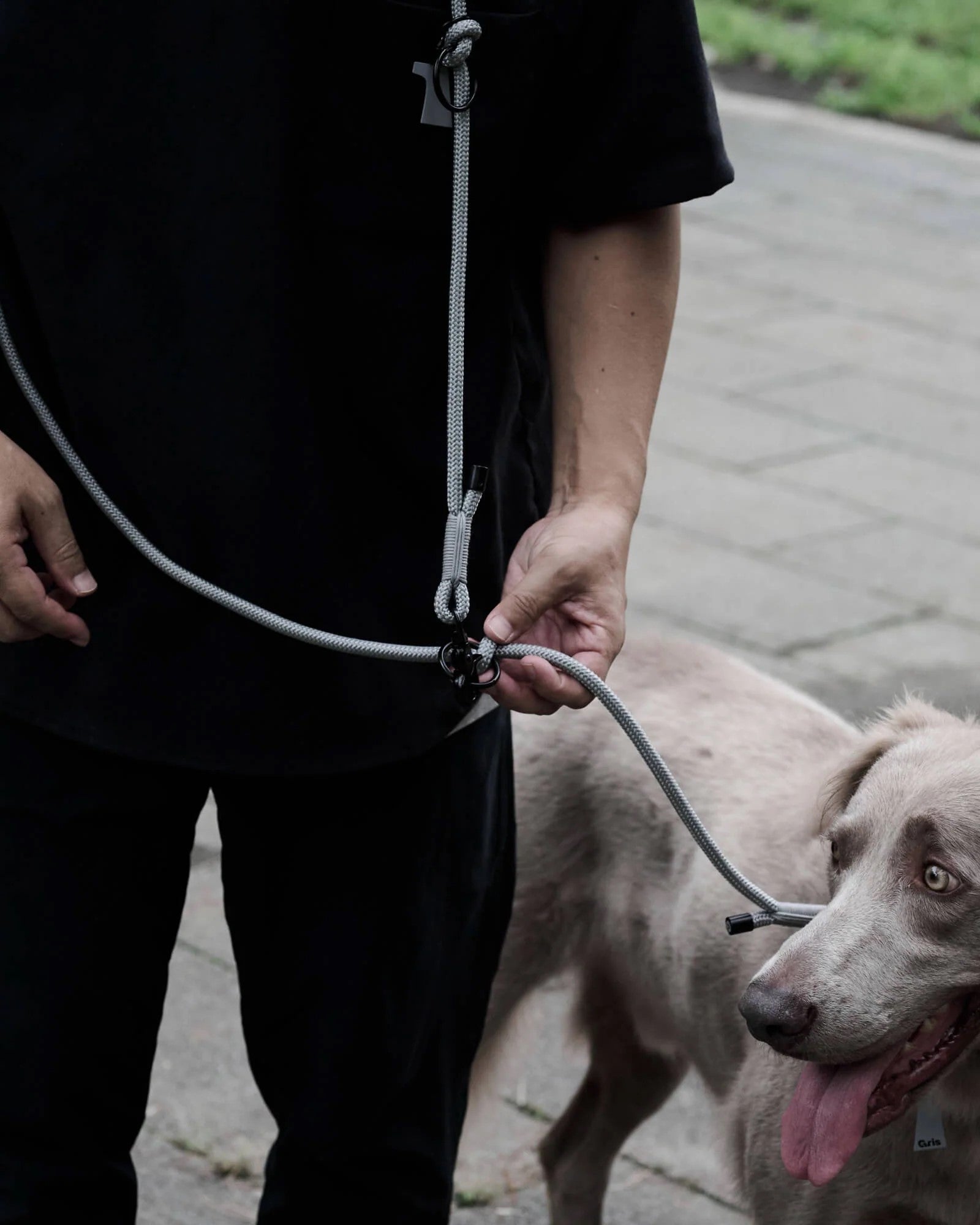 Gris / THE SHOULDER LEASH