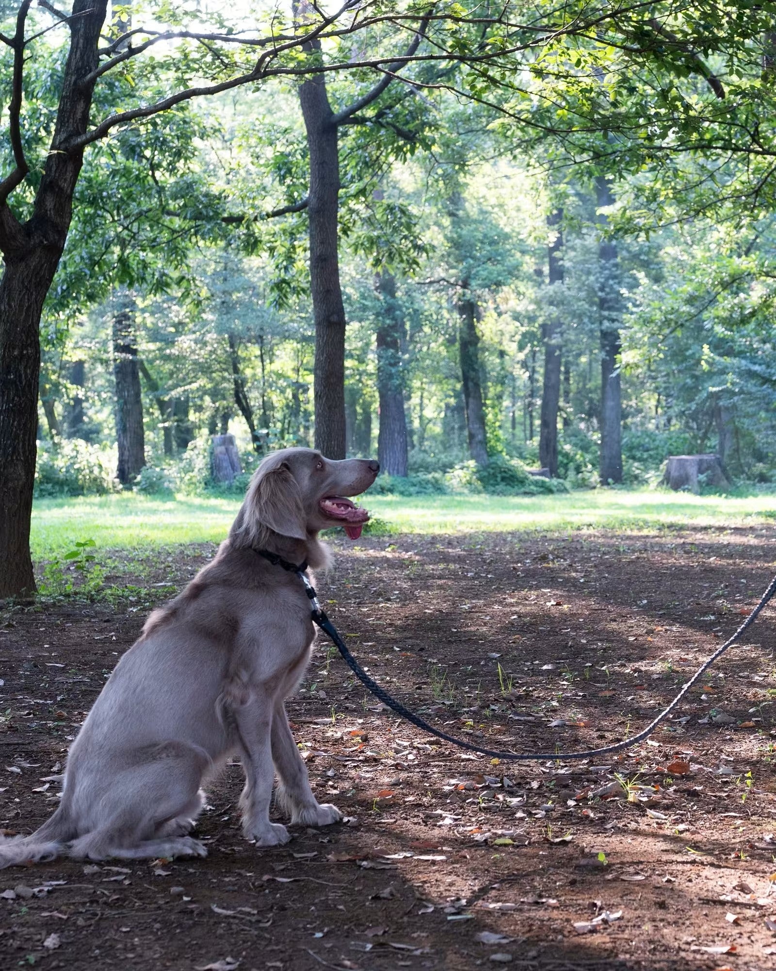 Gris / WINCH LEASH