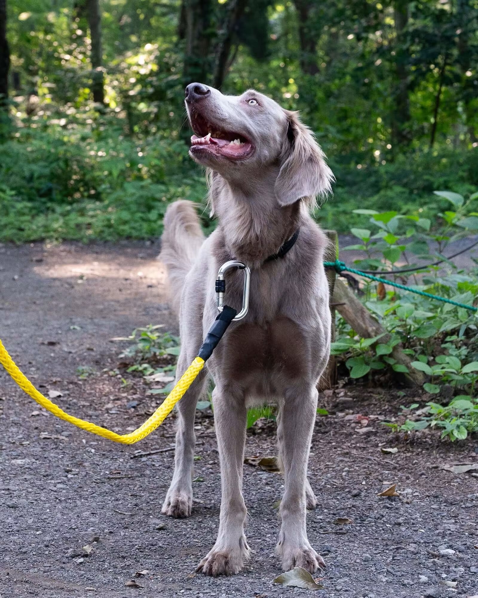 Gris / WINCH LEASH