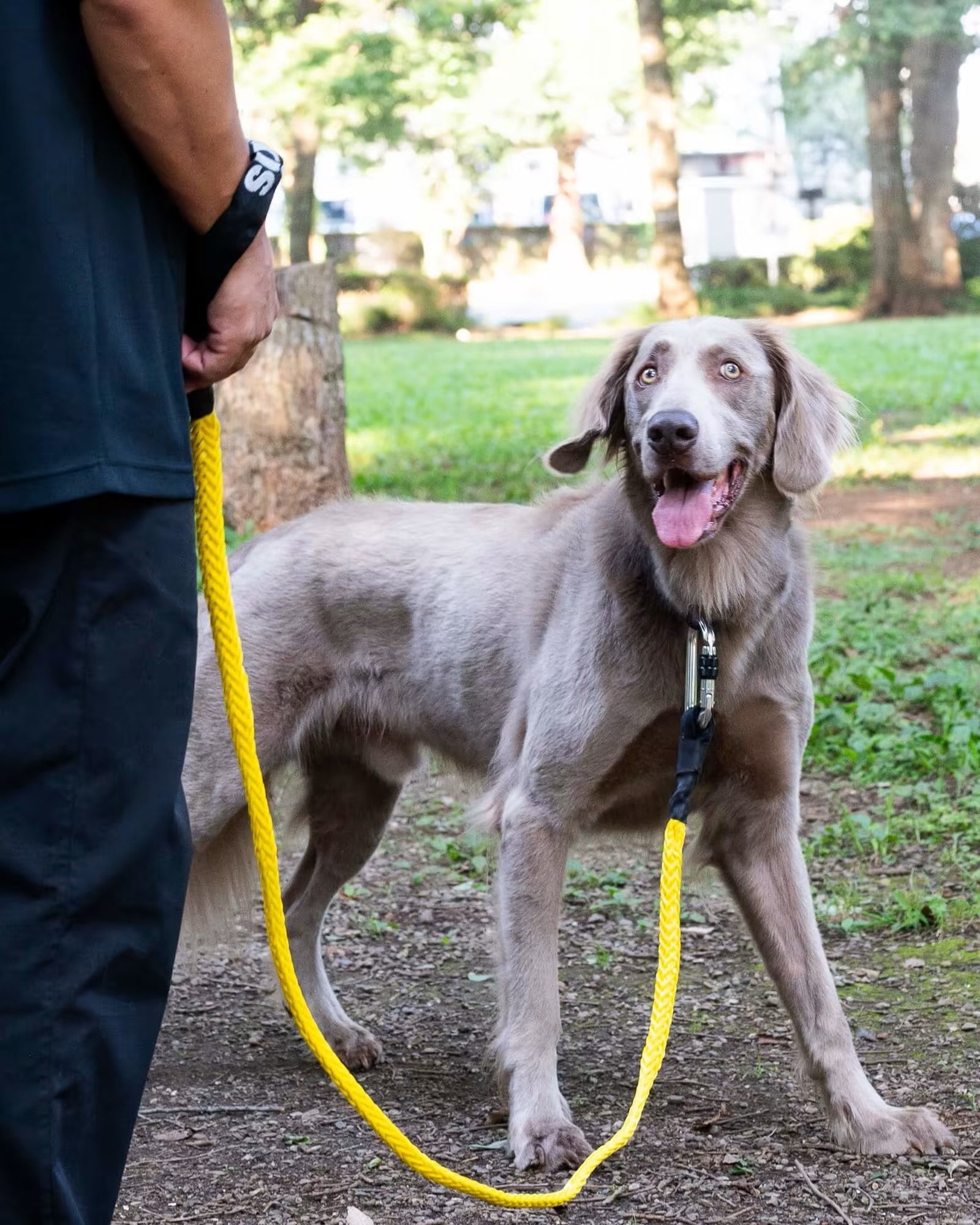 Gris / WINCH LEASH