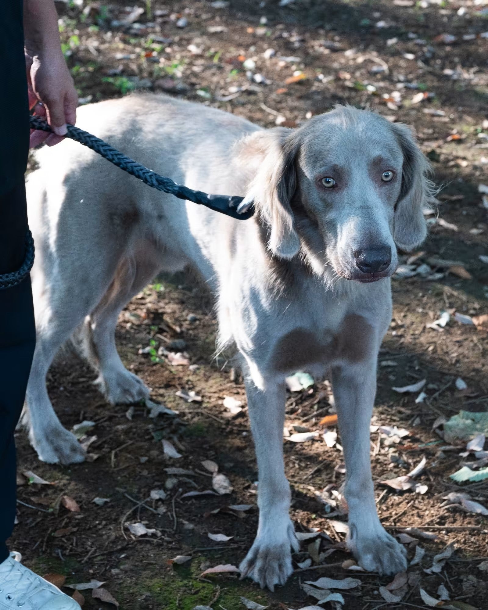 Gris / WINCH LEASH