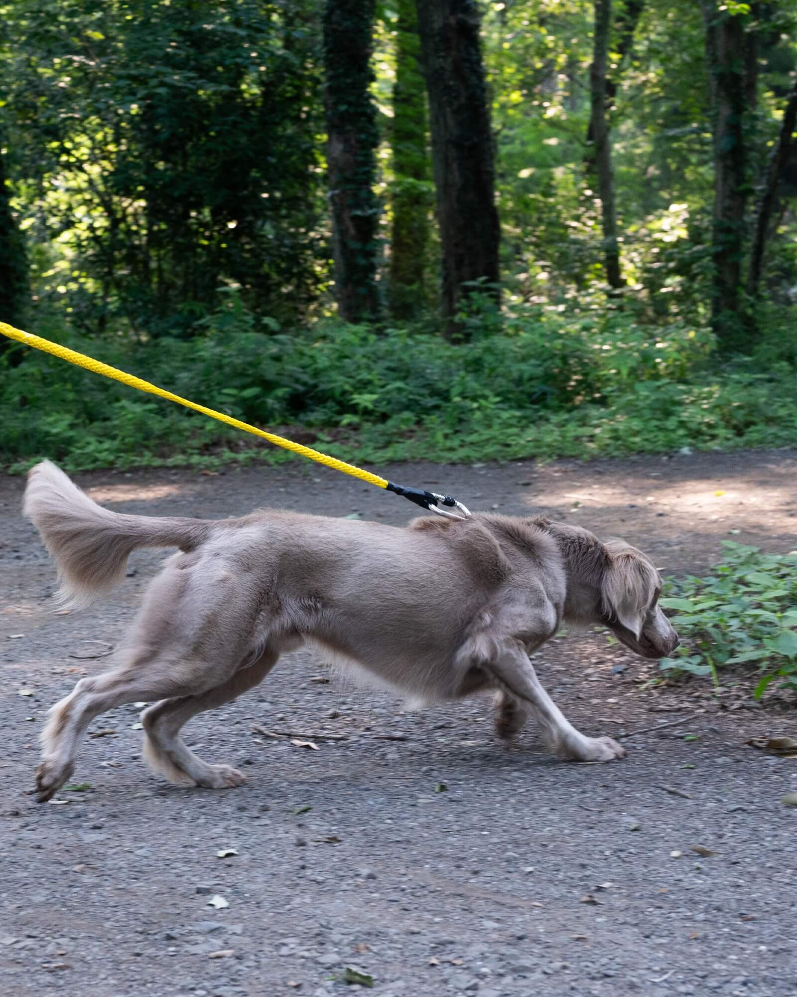 Gris / WINCH LEASH